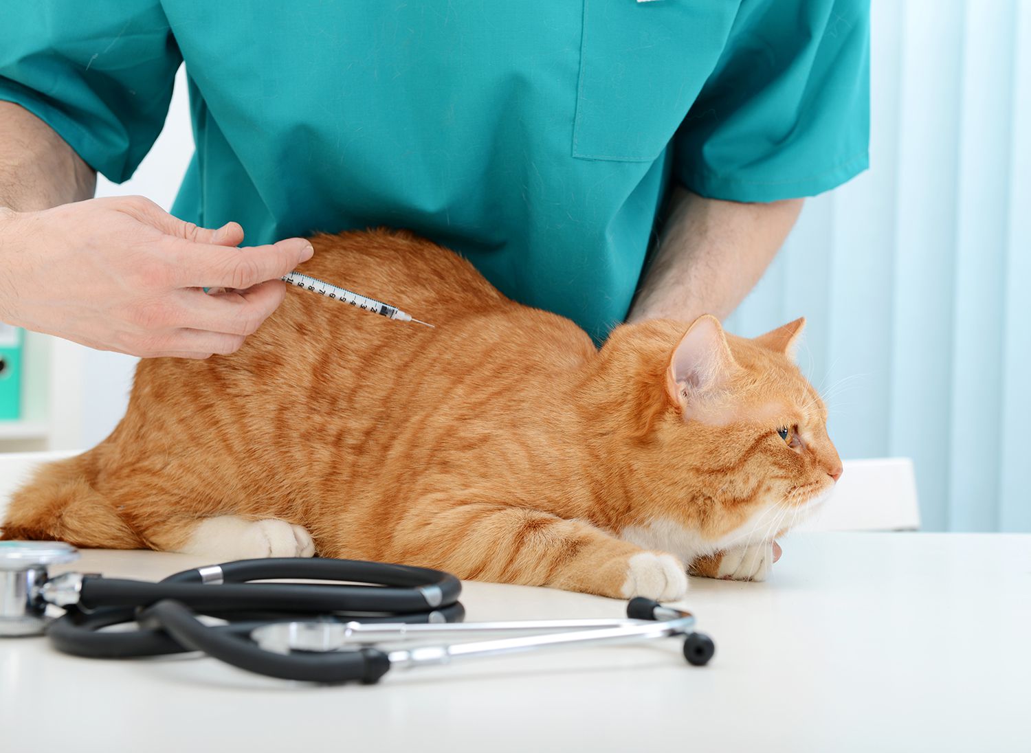 Cat with injection
