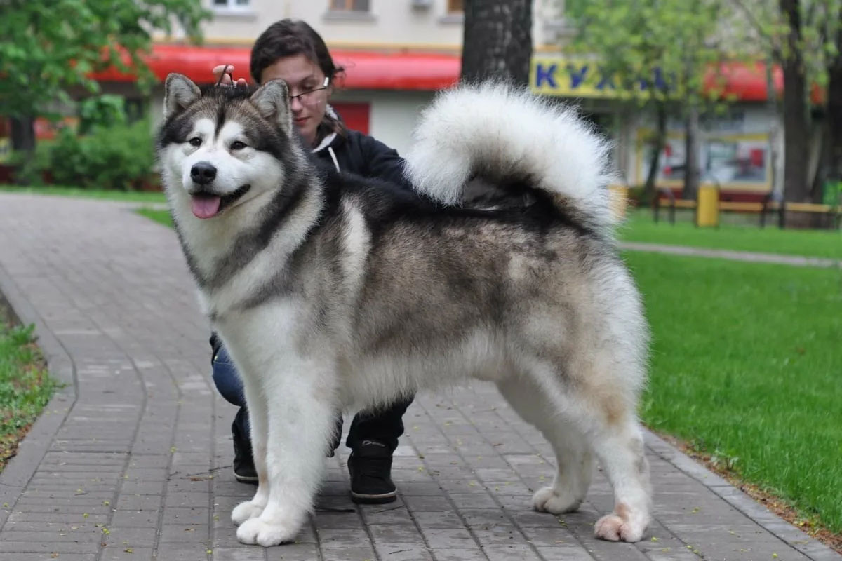 Alaska malamute dog being walked in the park