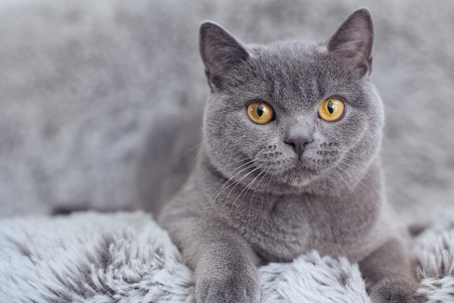 gri kedi oturuyor