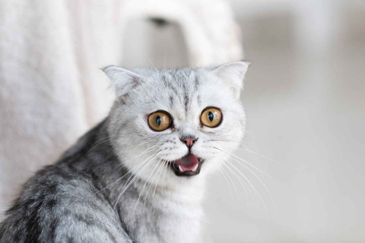 A cat with grey, mottled fur meowing