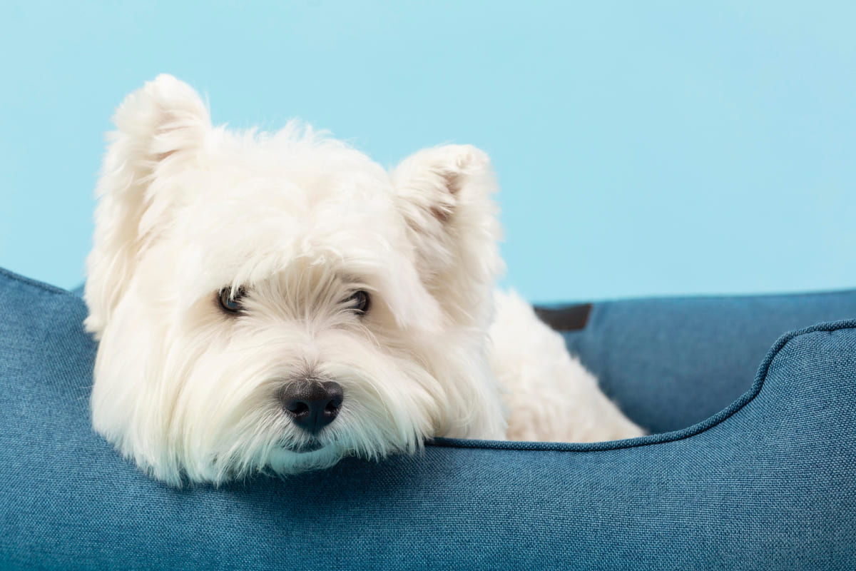 Small white dog lying on a dog bed