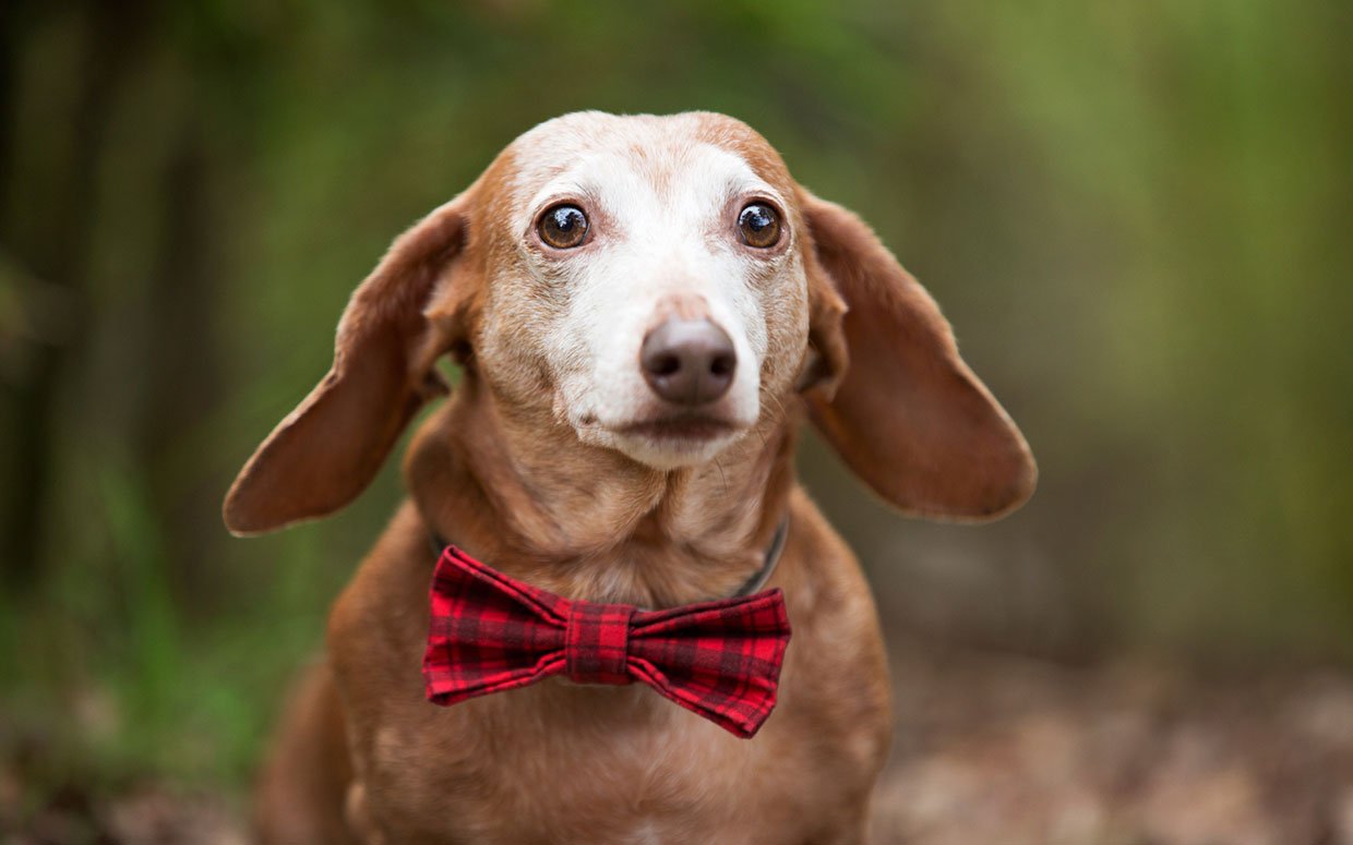 Old dog with open eyes and a surprised expression