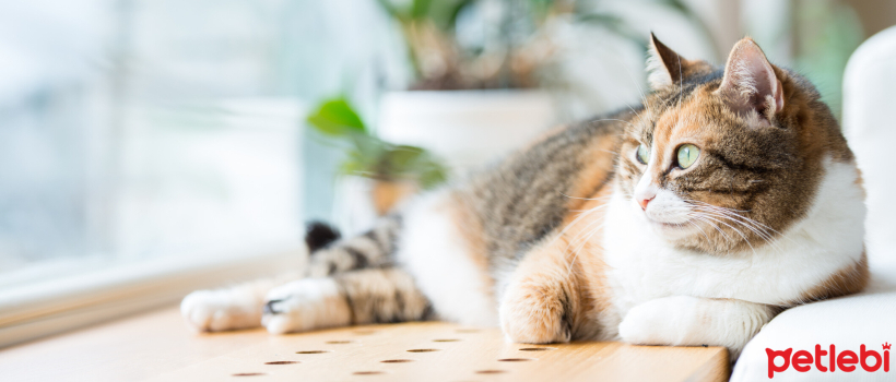 Brain Tumors in Cats