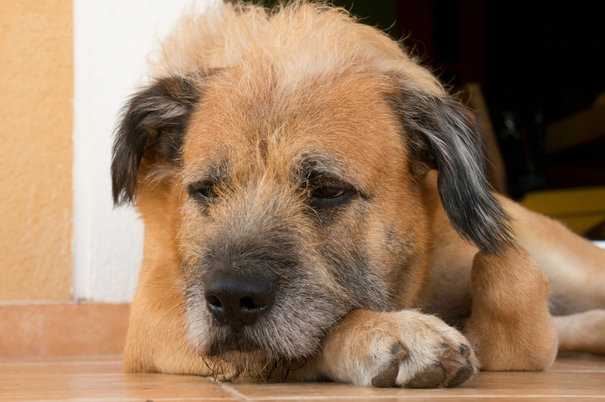 Dog lying down looking sad