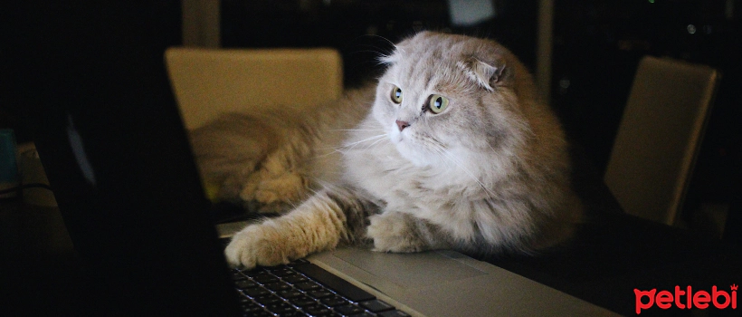 Nocturnal Activity in Cats, Why Do Cats Meow So Much at Night?