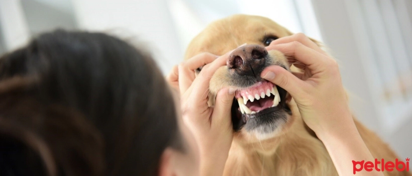 6 Facts About Dogs' Teeth