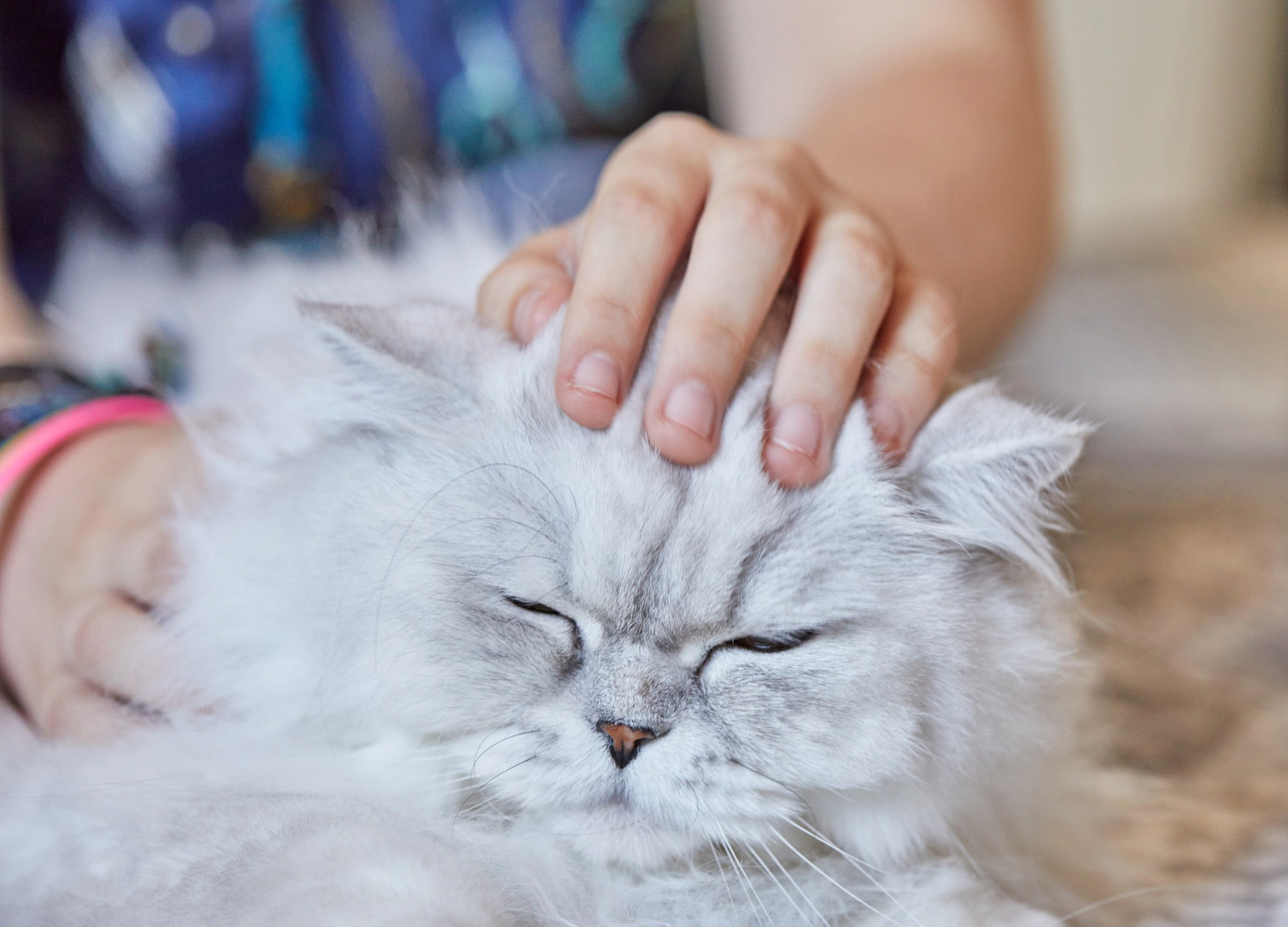 Gray and white furred Persian cat