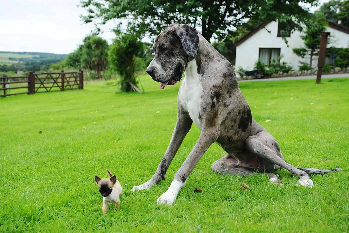 Great Dane with a small breed dog, white, gray and black mottled