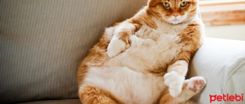 Why is Light Cat Food Important in Cat Nutrition?