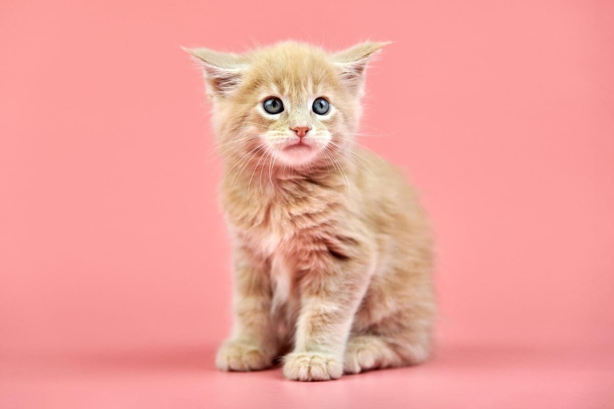A curious tabby kitten sitting against a pink background