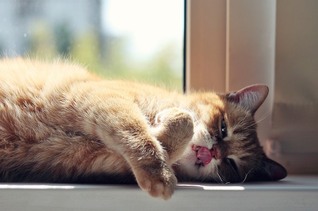 A cat lying by the window with its tongue hanging out