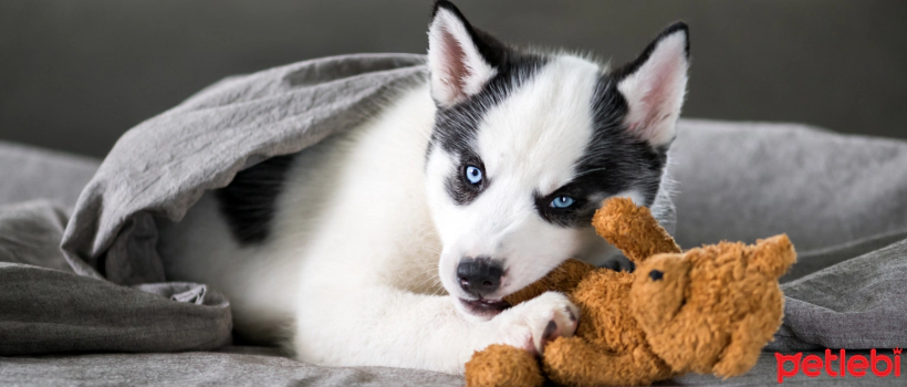 Tips for Choosing Dog Toys