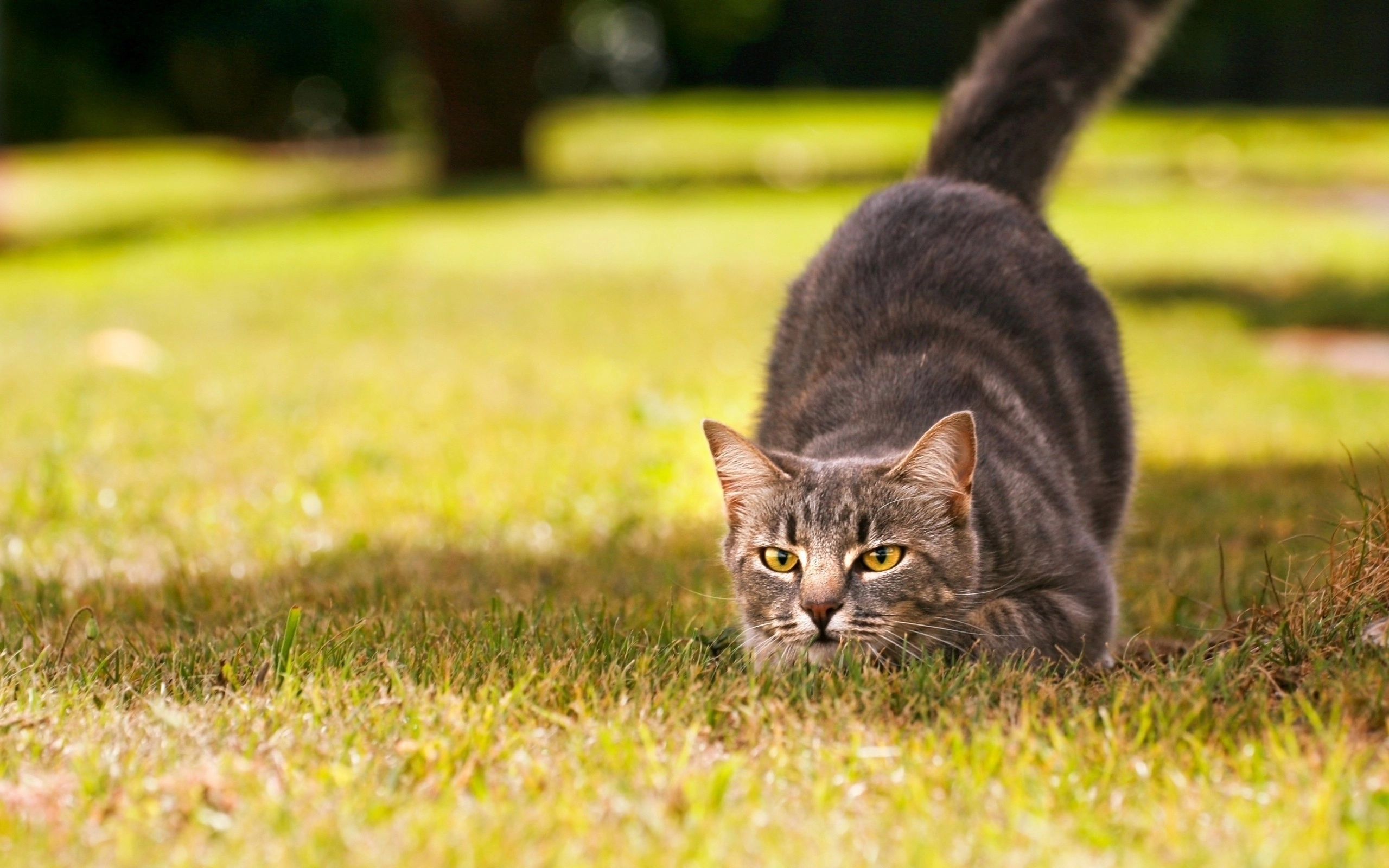 cat preparing to jump