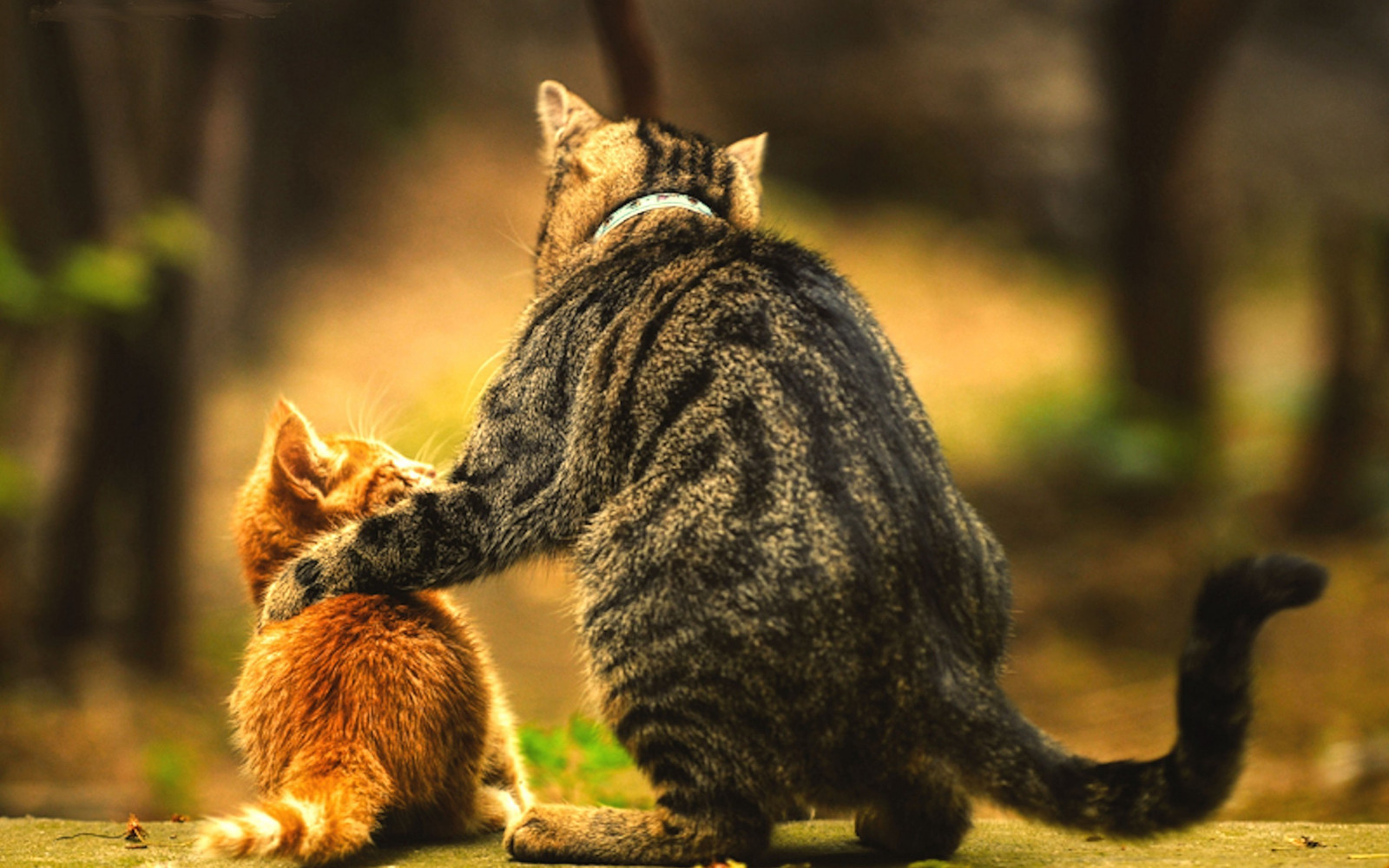 A tabby cat hugging a yellow kitten