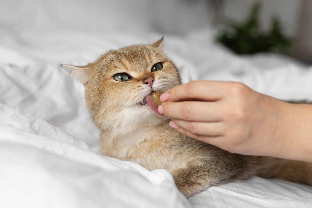 Cat eating treat