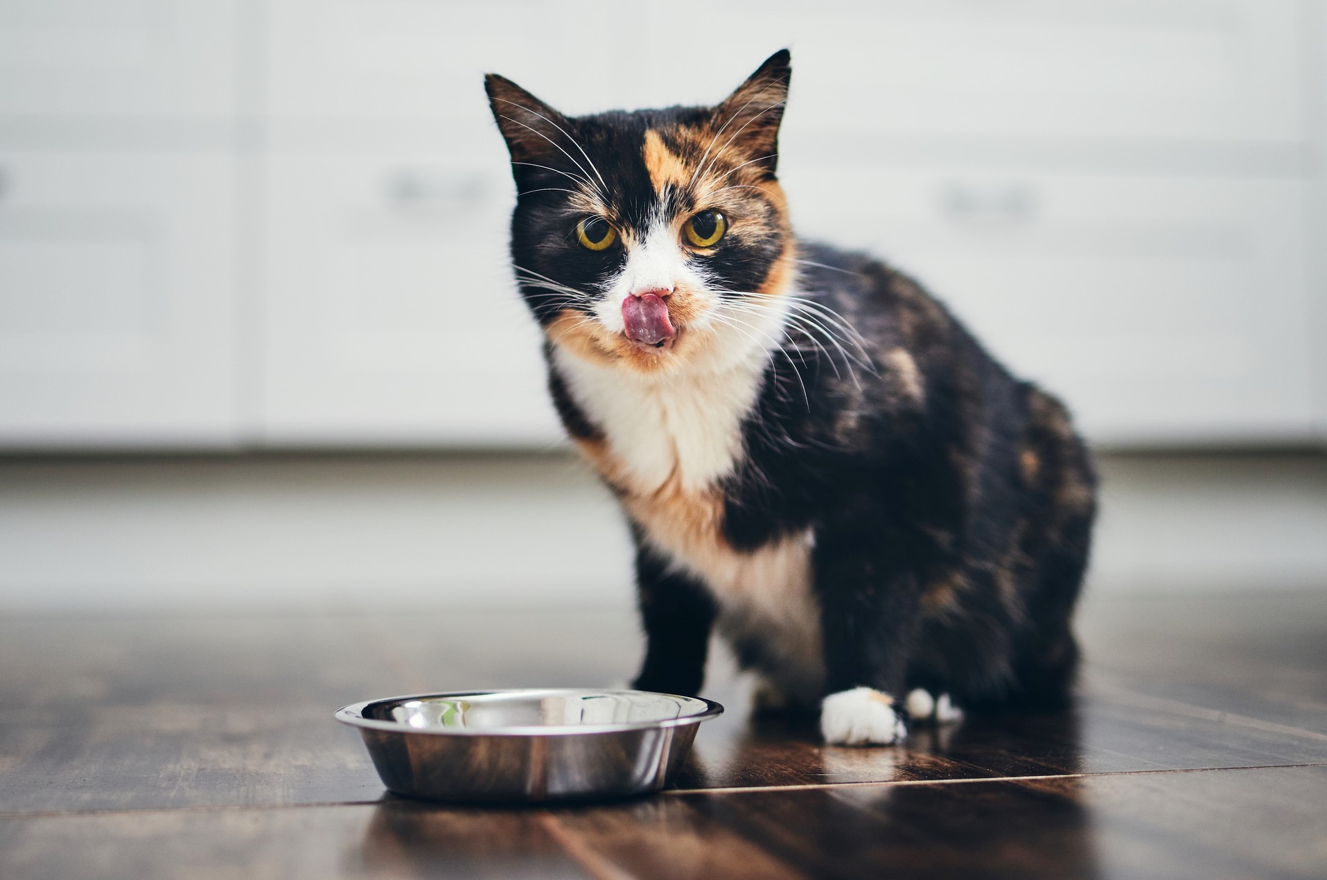A cat licking itself after eating