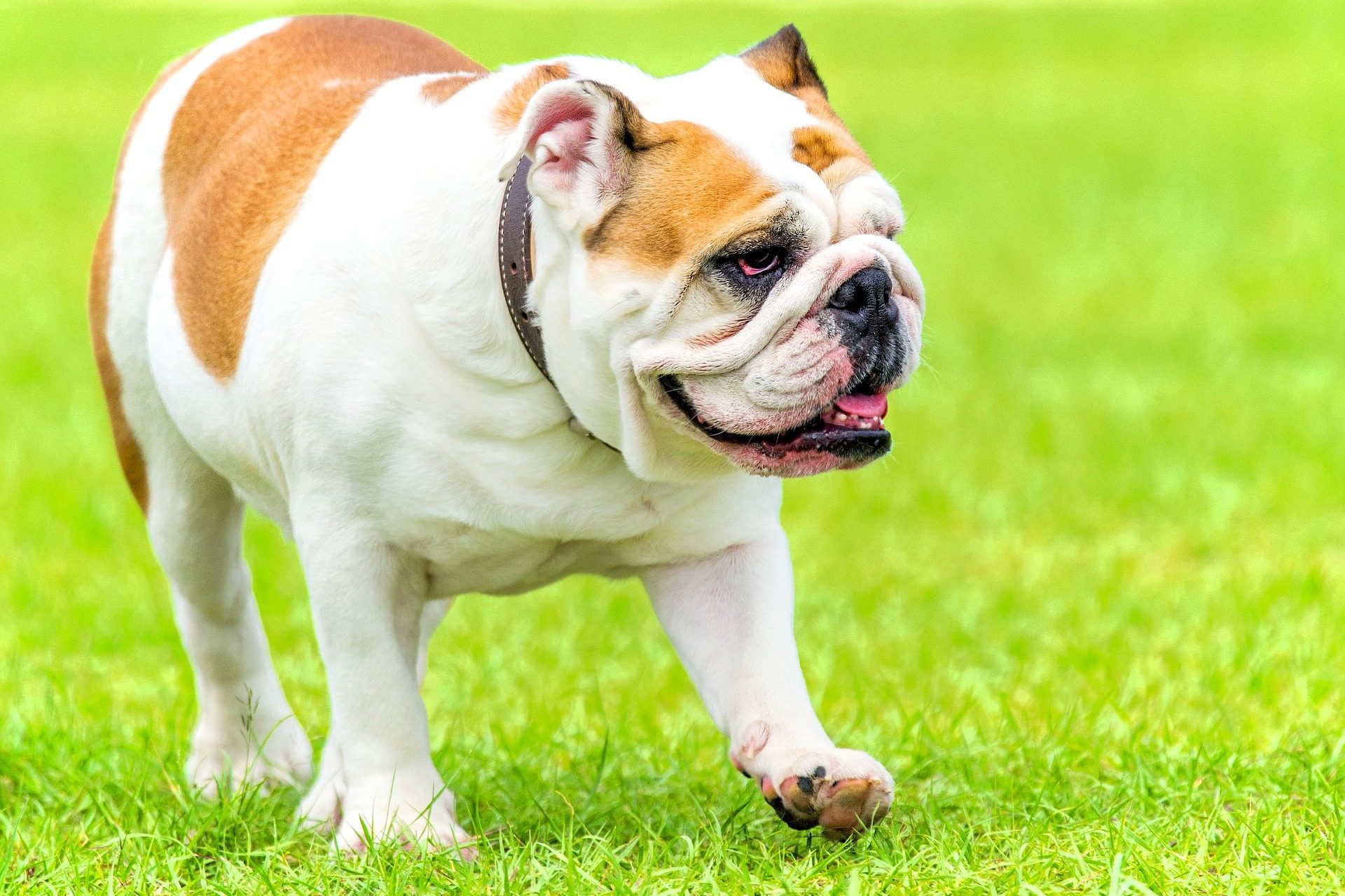 Dog with brown collar walking on the grass