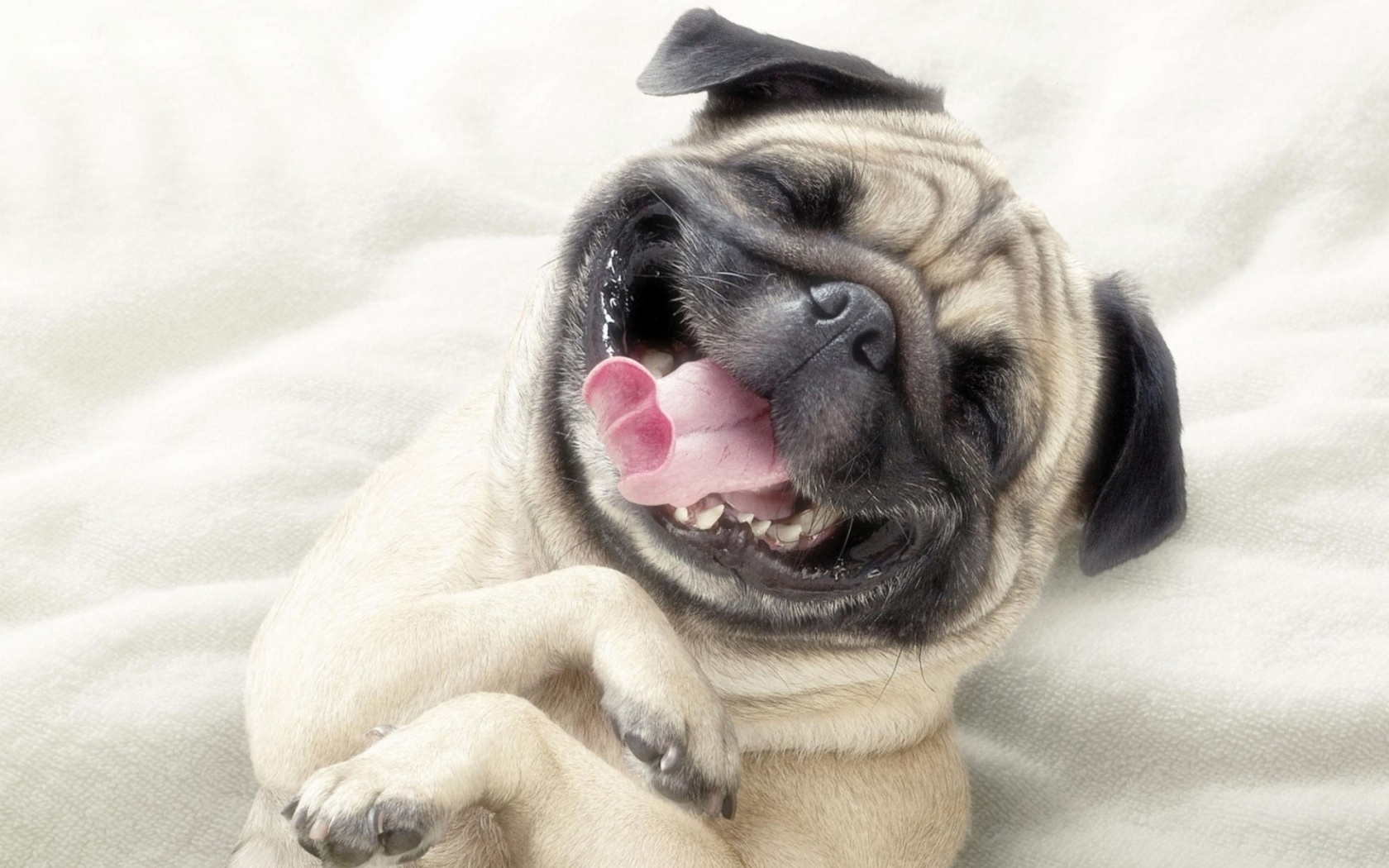 Dog with a smiling facial expression