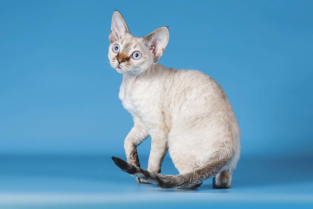 Small white cat with black tail