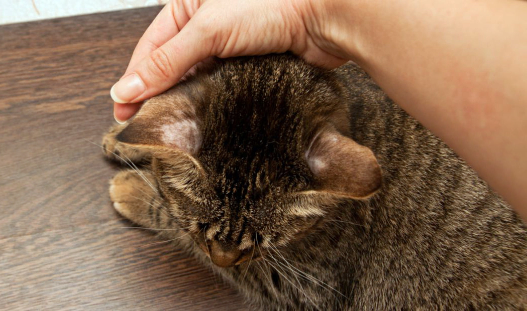 cat with ear hair falling out