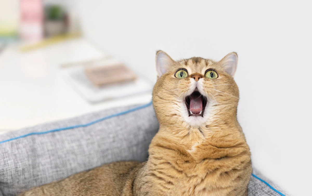 A cat looking very surprised