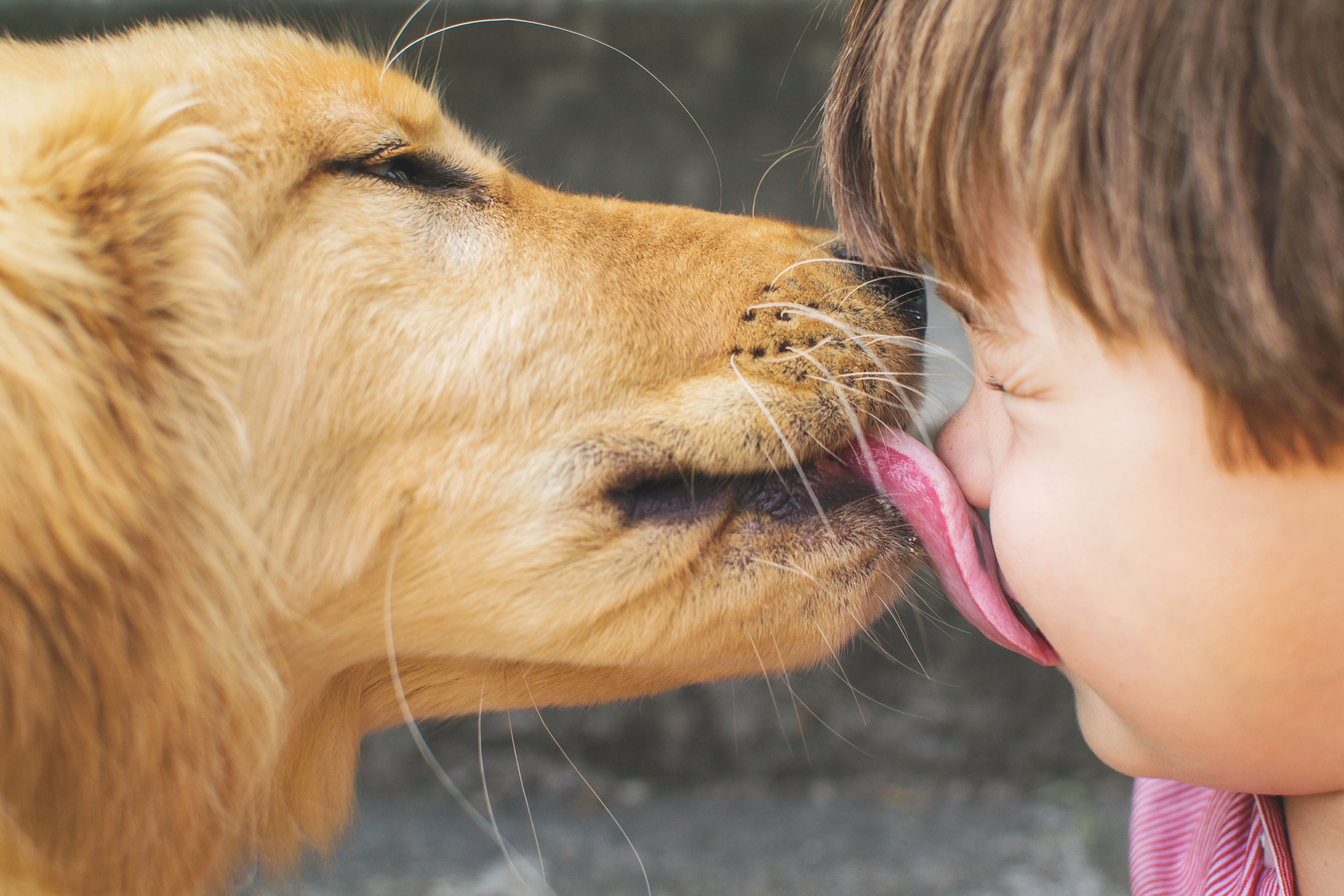 A dog licking a child's face