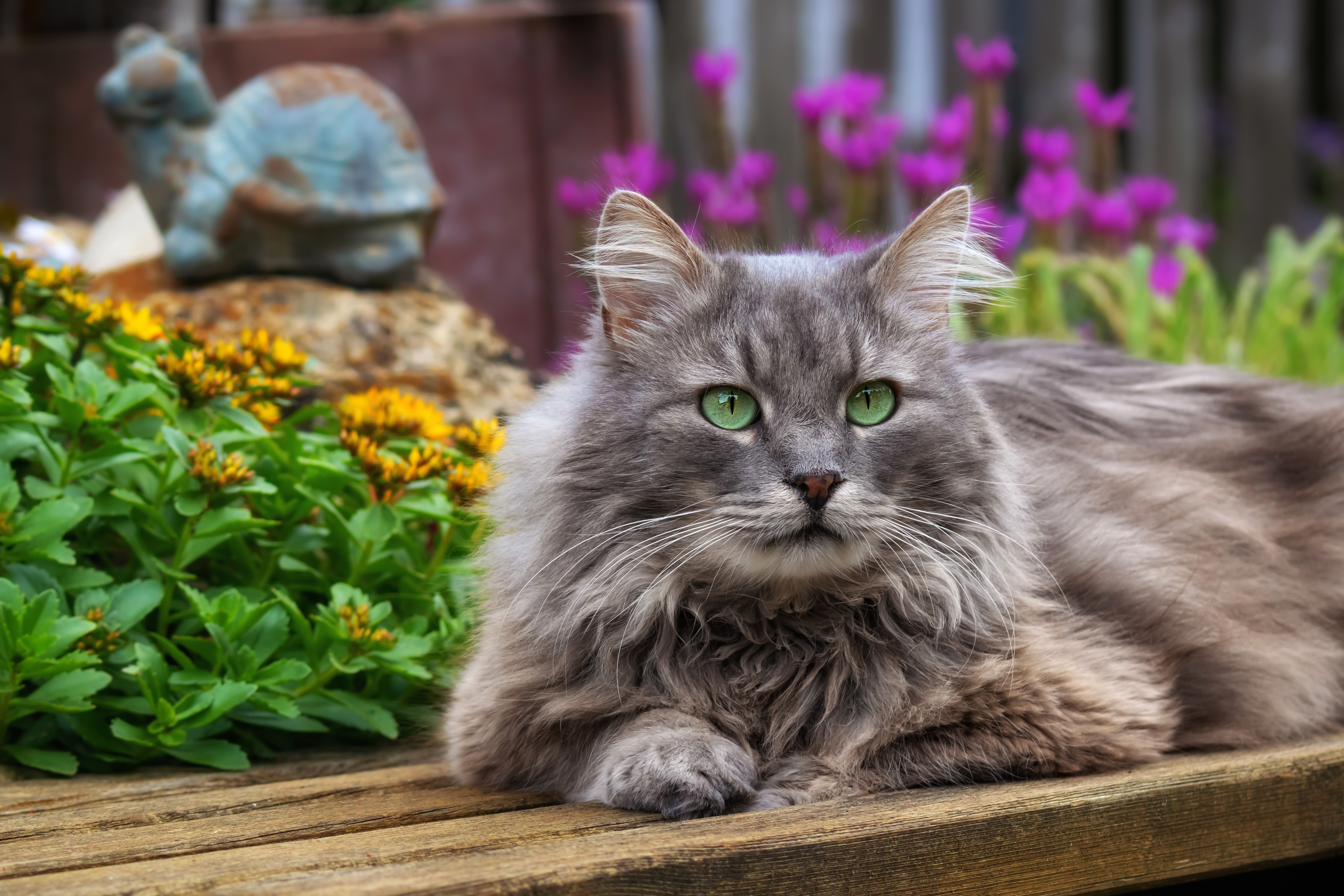 Sunbathing cat