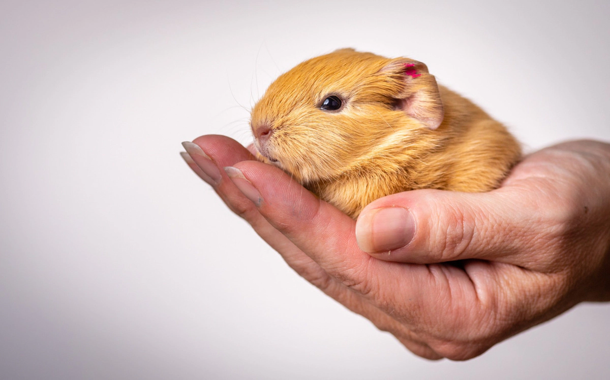 Brown-furred hamster in its owner's hand