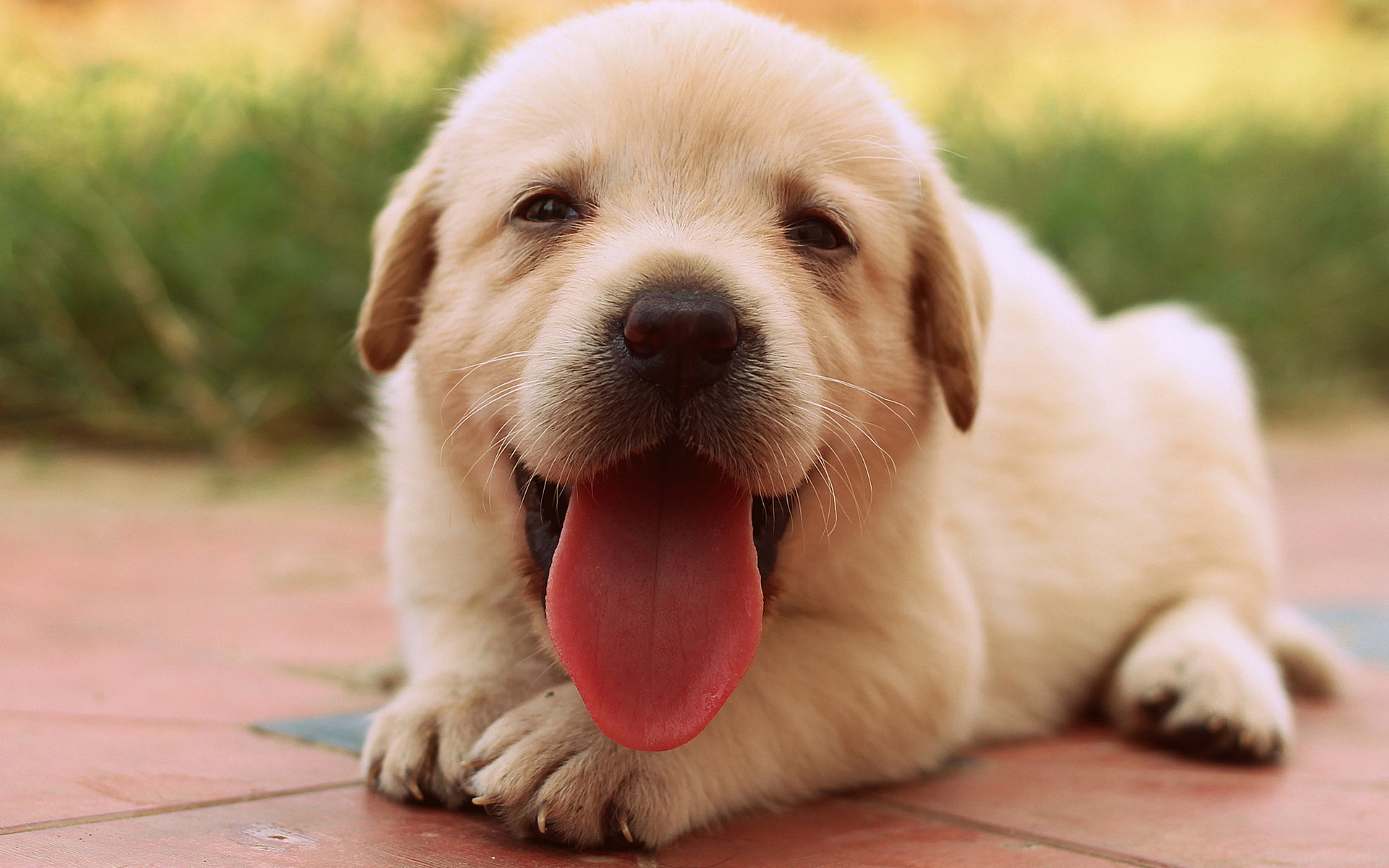 Golden Retriever puppy sitting with tongue sticking out