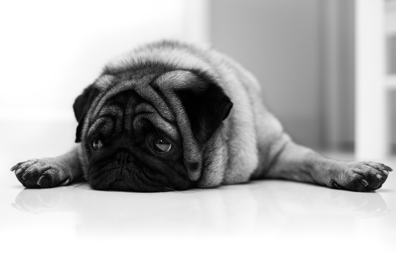 Pug dog lying parallel to the ground with its legs spread