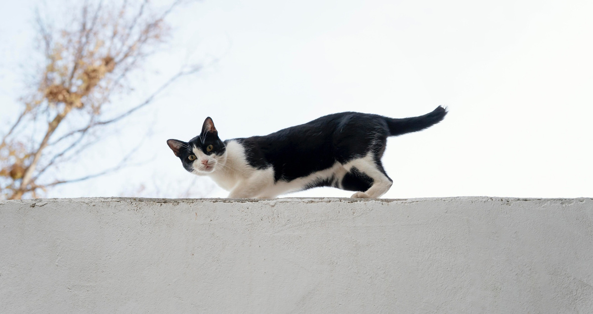 A cat walking on the wall
