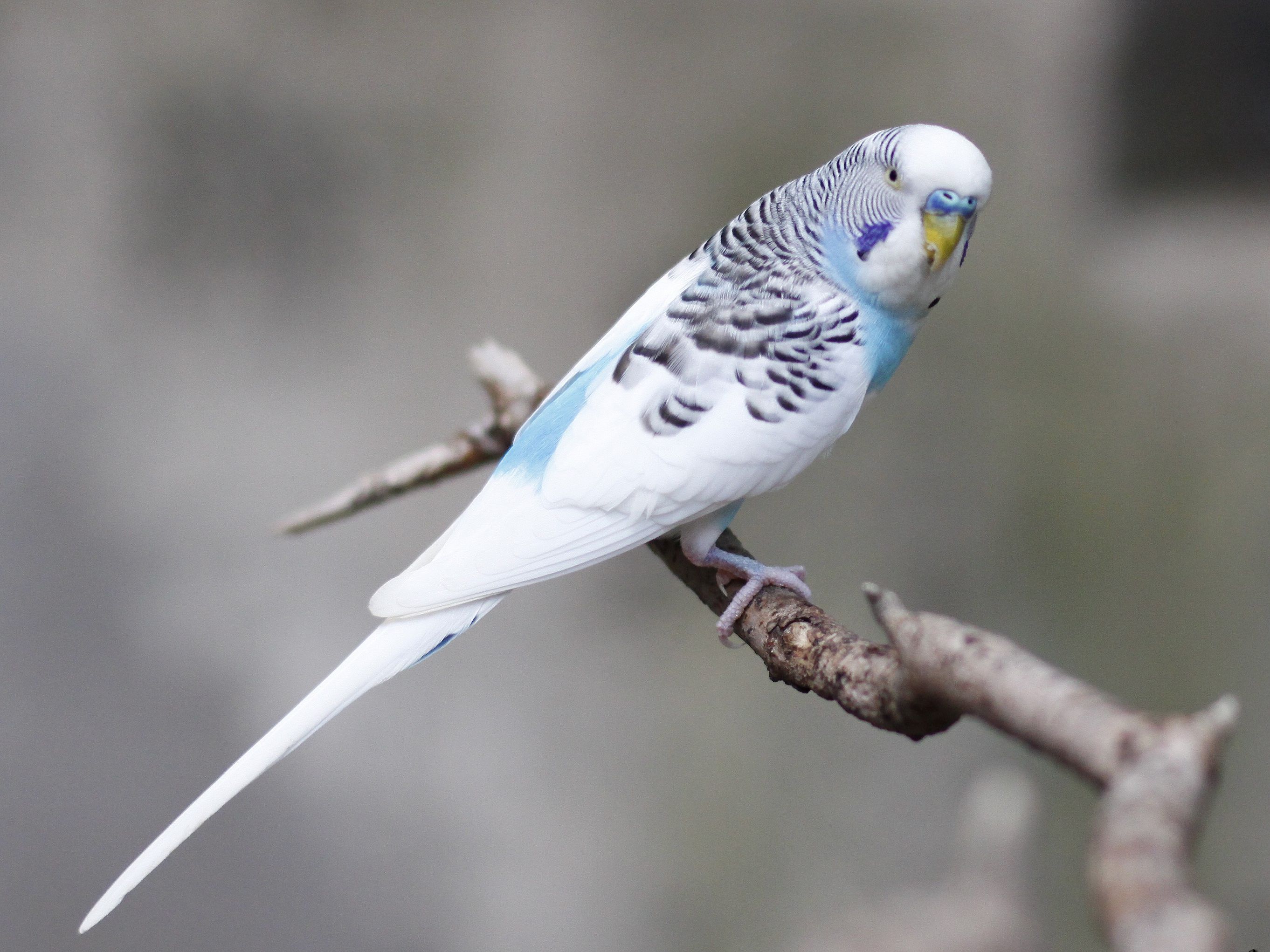 Budgie on a tree branch
