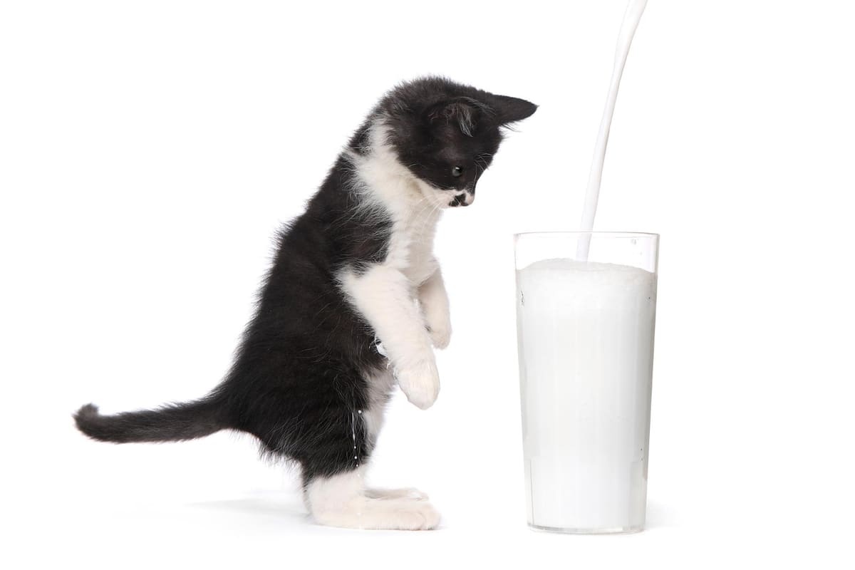 A cat with black and white fur watching milk being poured into a glass