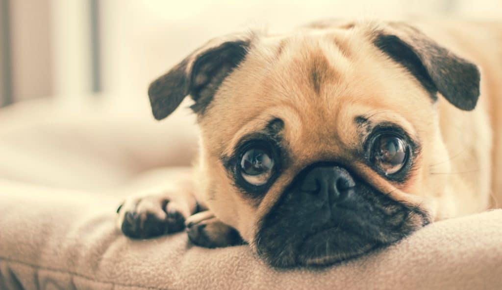 Dog with innocent eyes