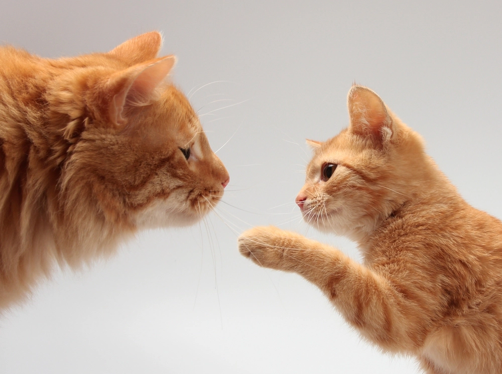 Introducing cats