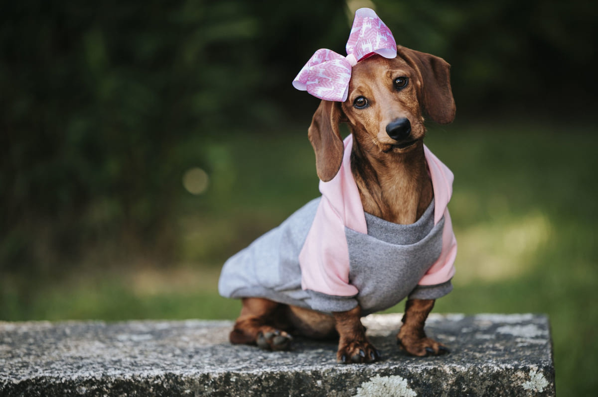 Sausage with a pink bow accessory on its head dog