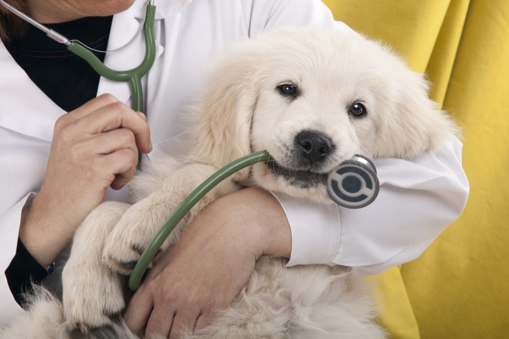 Dog holding a stethoscope
