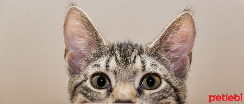 Do Cats Calm Down as They Grow Older? Cat Behaviors According to Age