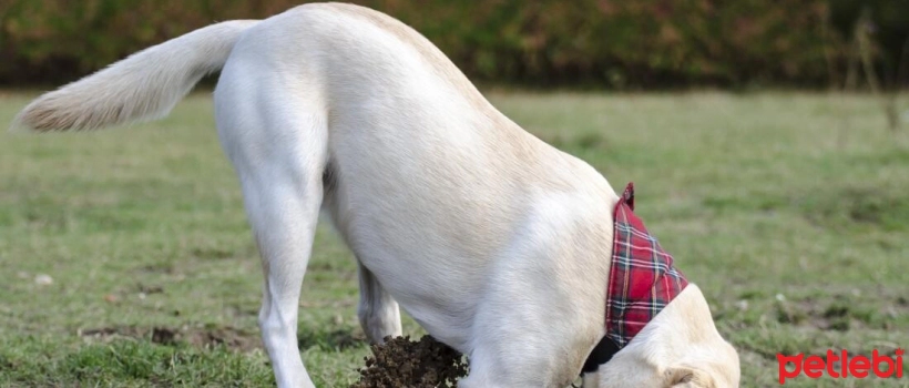 Why Do Dogs Bury Objects?