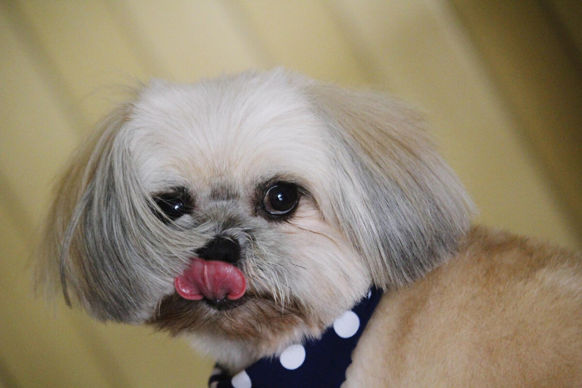 Shih Tzu with short-cropped white fur