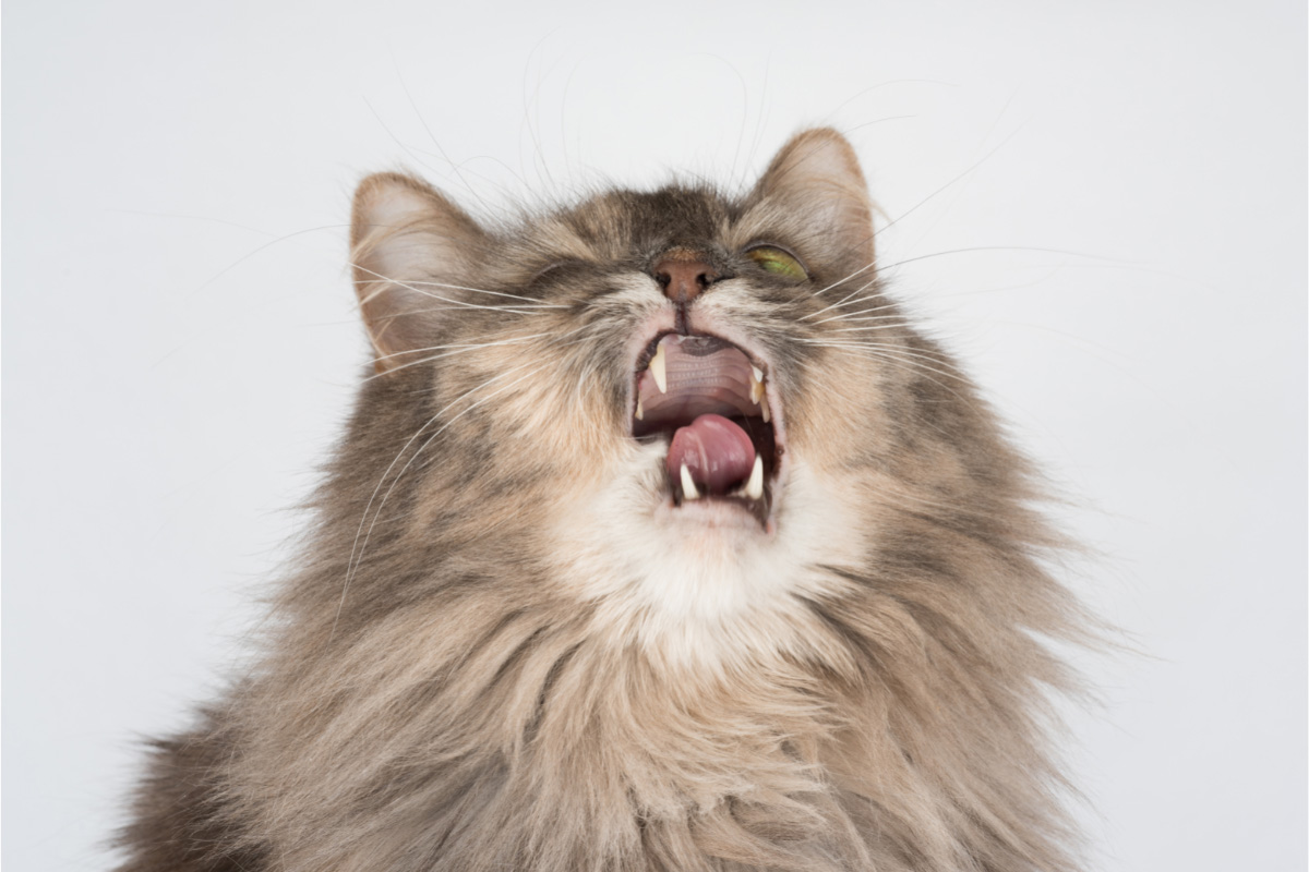 Sneezing cat