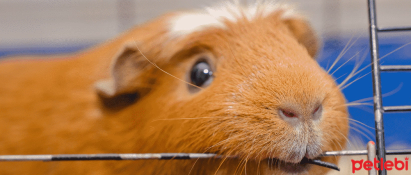 Do Guinea Pigs Bite?