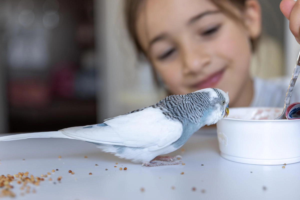 Bird eating and a girl watching it