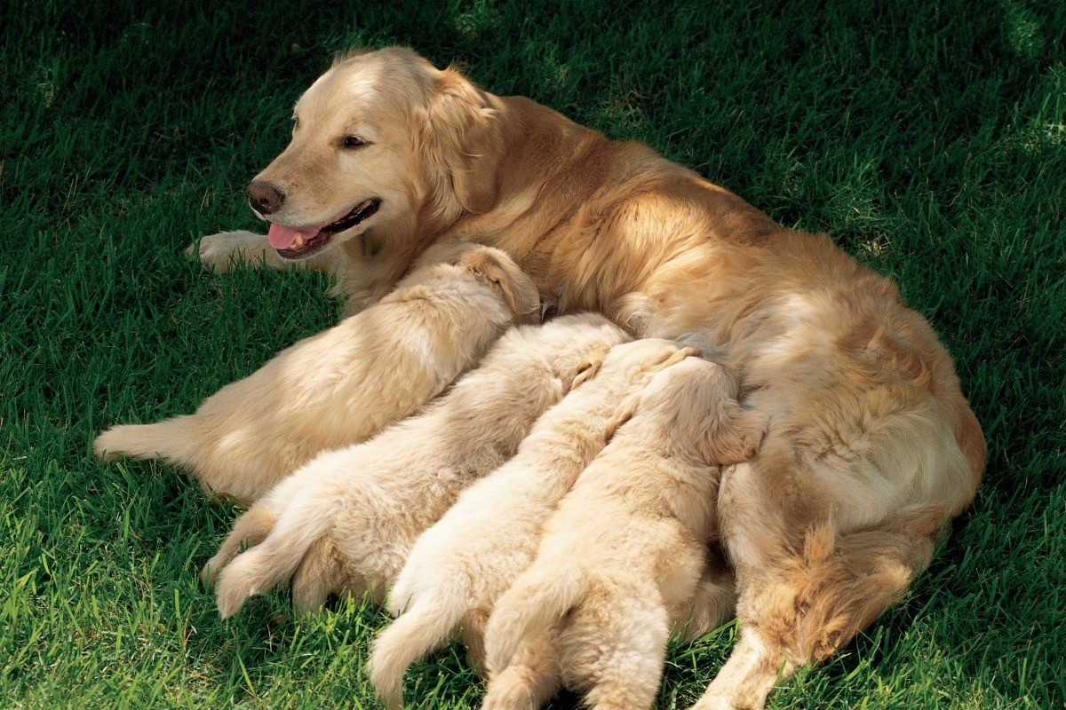 Golden Retriever nursing her puppies on the grass