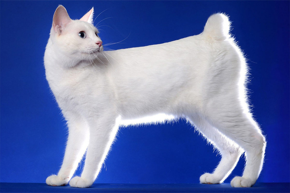 White cat with short tail standing in front of a blue background
