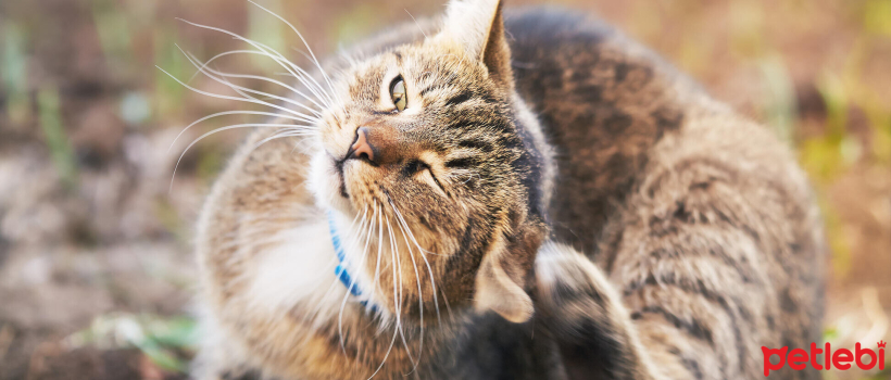 Why Do Cats Shake Their Heads?