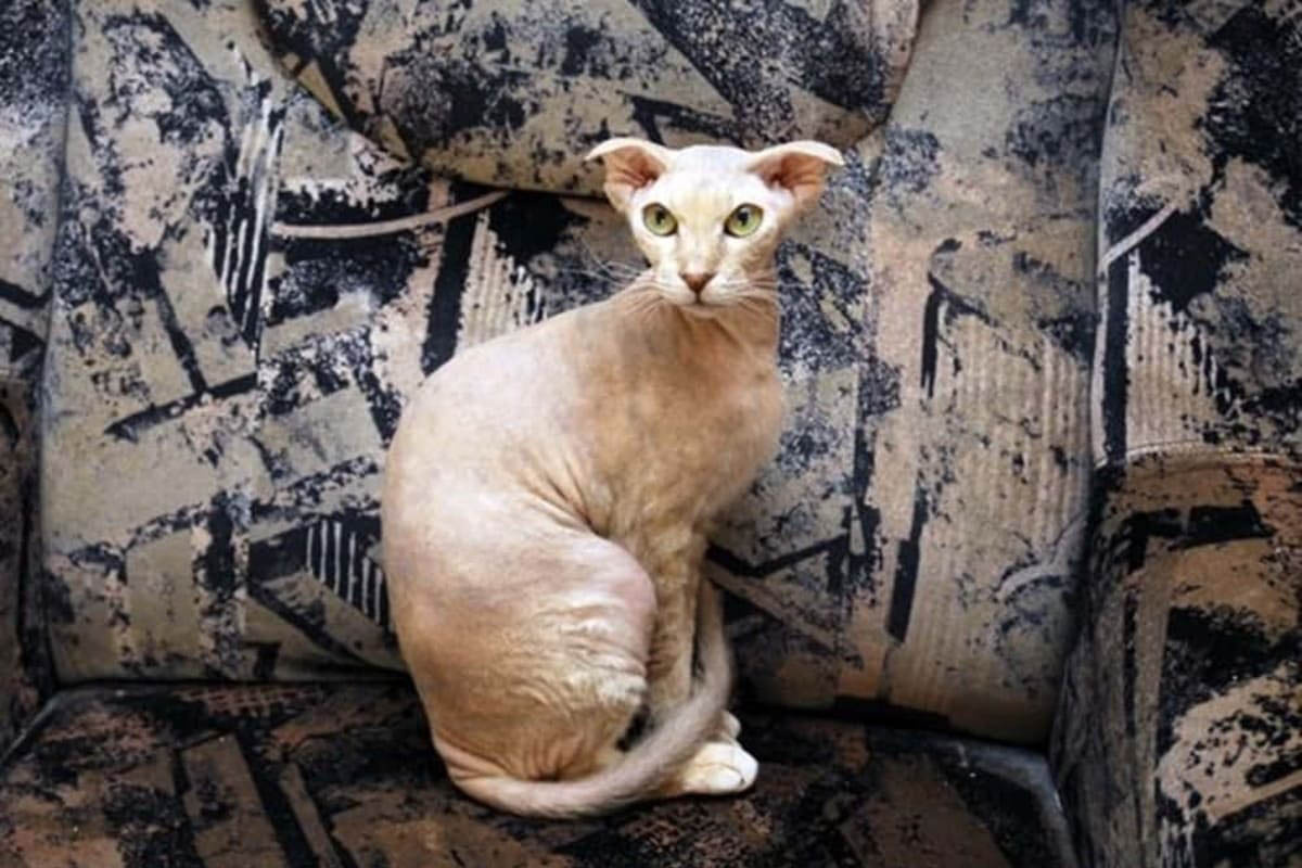 Hairless cat with broken ears