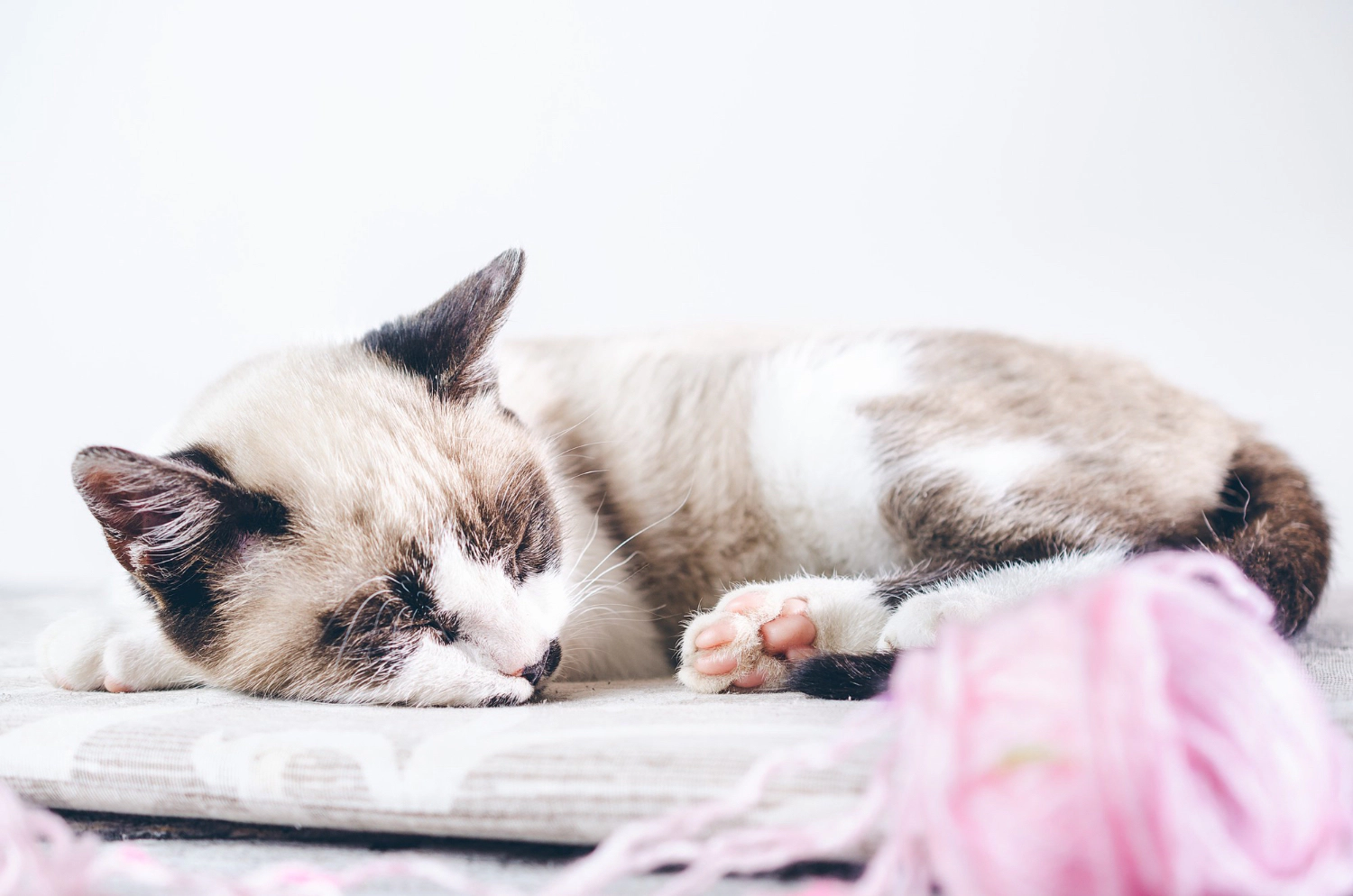 Sleeping cat