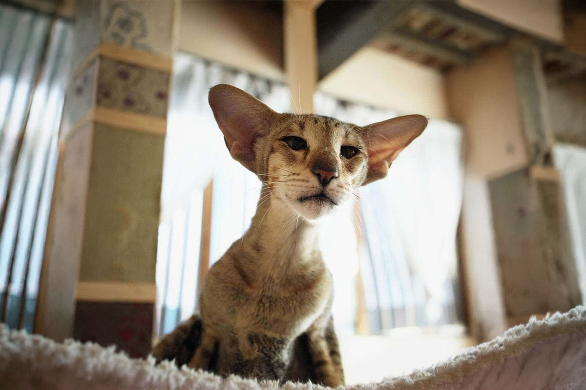 Large-eared cat with ears pointing downwards at the sides