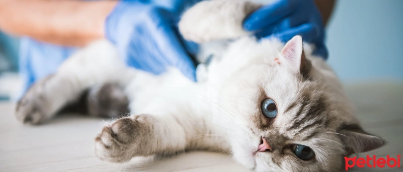 What is Blood in Cat Urine? What Causes It?